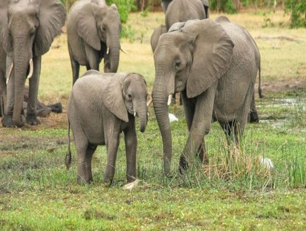 SỰ TỒN VONG CỦA QUẦN THỂ VOI TÂY NGUYÊN VÀ NHỮNG GIẢI PHÁP CẦN LÀM